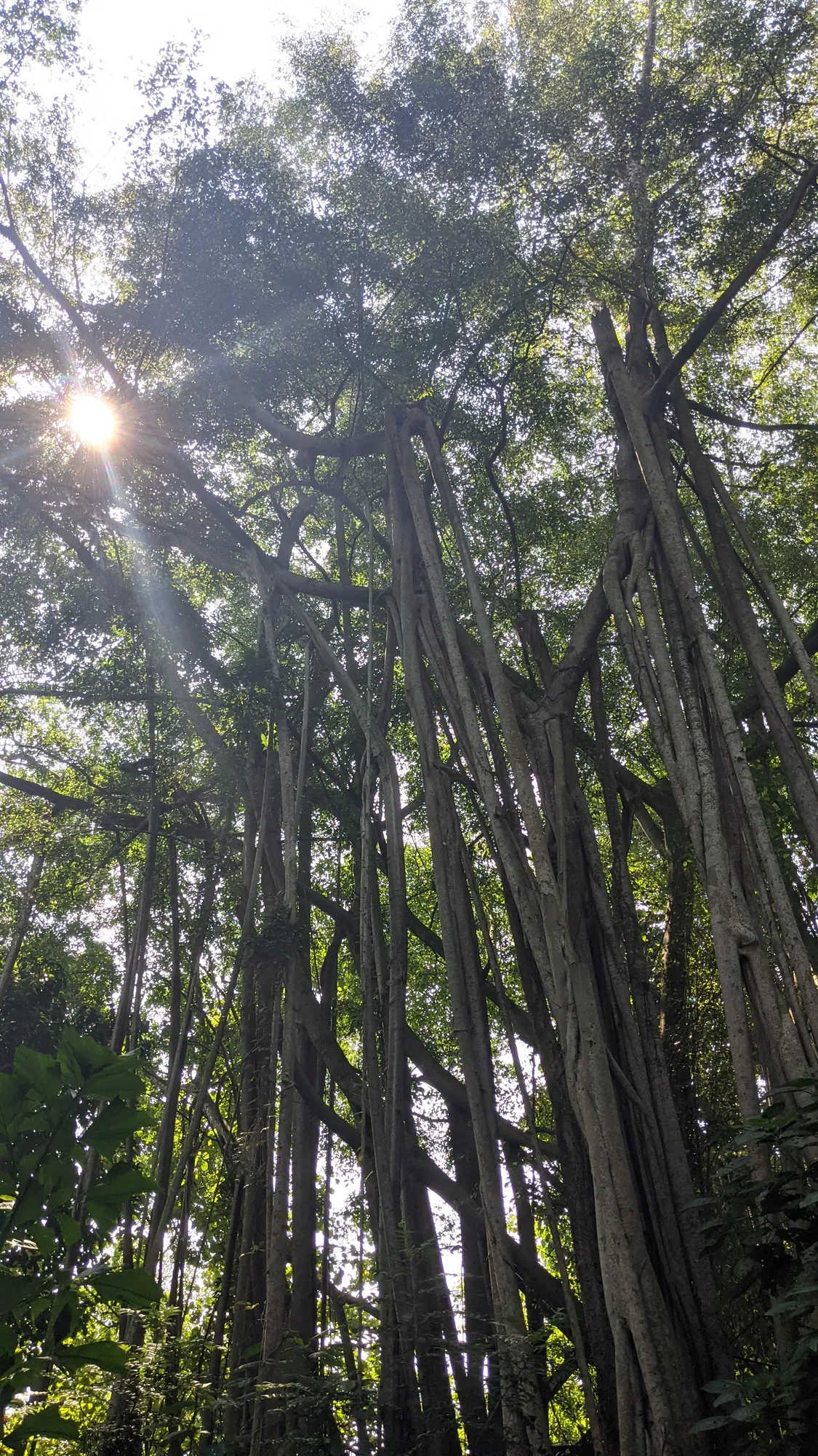 Sunlight breaking through the hanging roots of a huge banyan tree