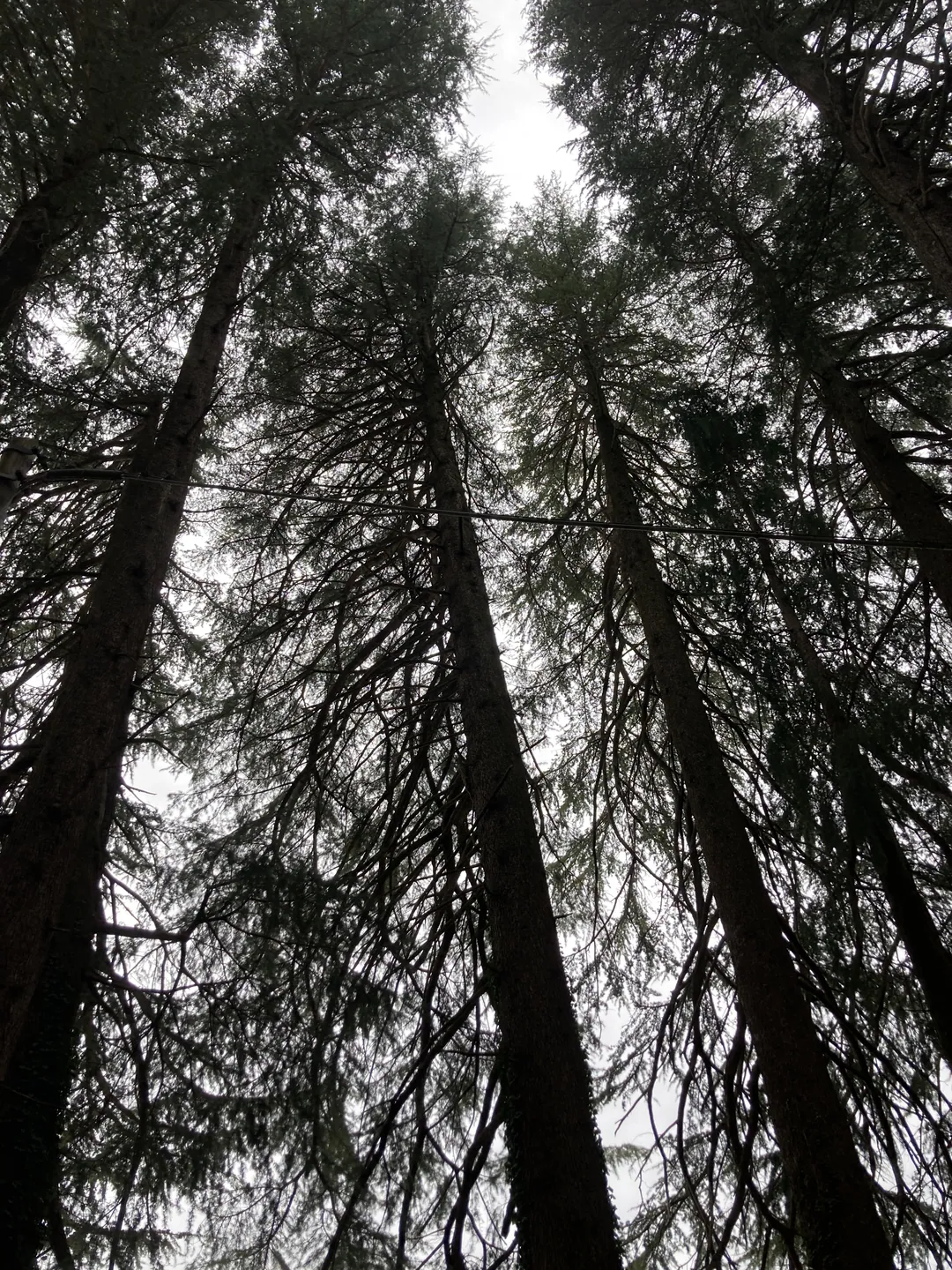 Tall tree trunks converging towards a pale sky, seen from directly below