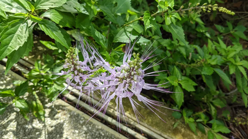 Lilac cat's whiskers flowers with long wispy stamens