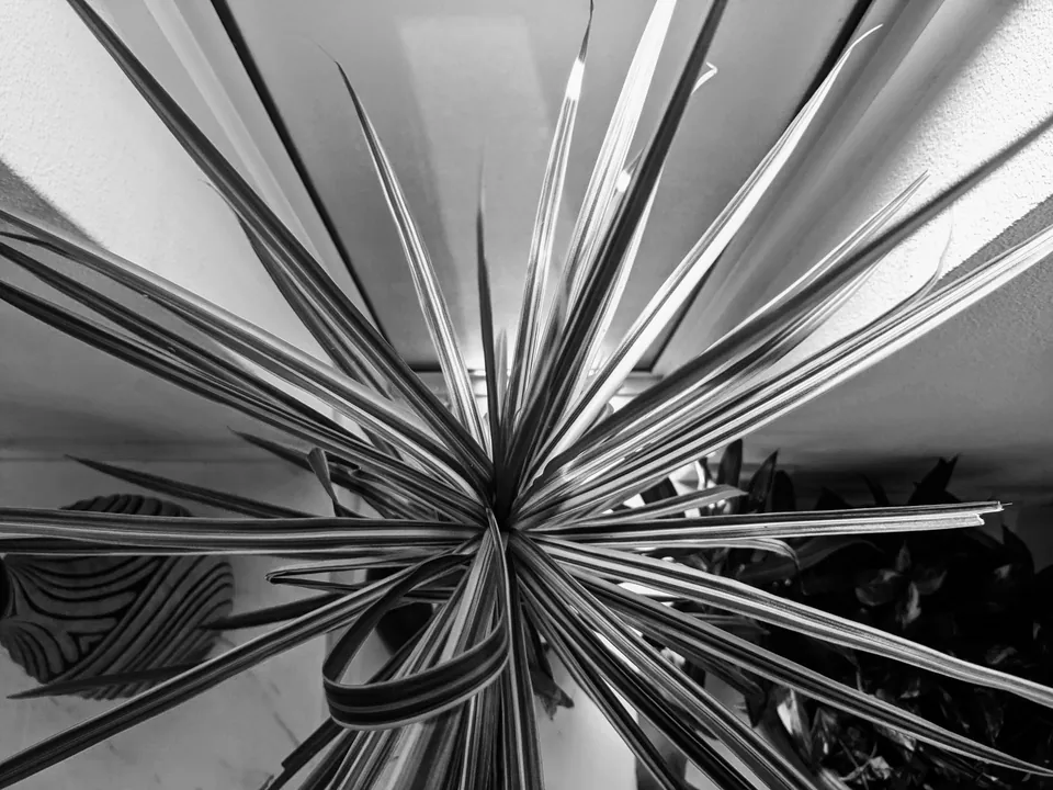 Black and white spiky metal sculpture exploding outwards
