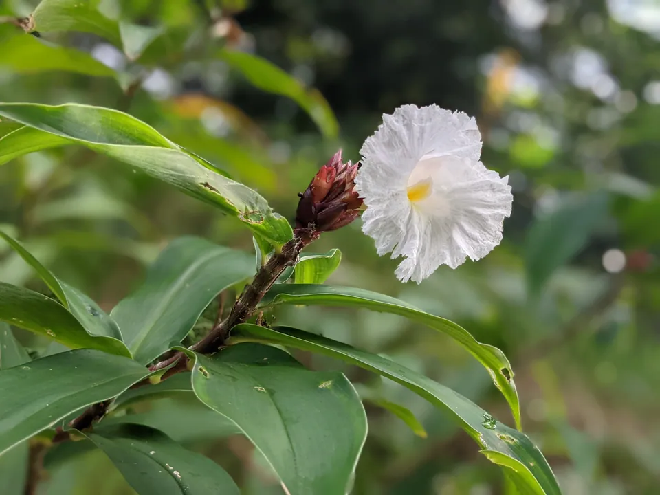 A white crinkly crepe ginger flower opening on a leafy stem