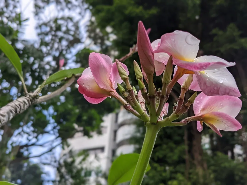 Pink and white frangipani flowers glistening with raindrops