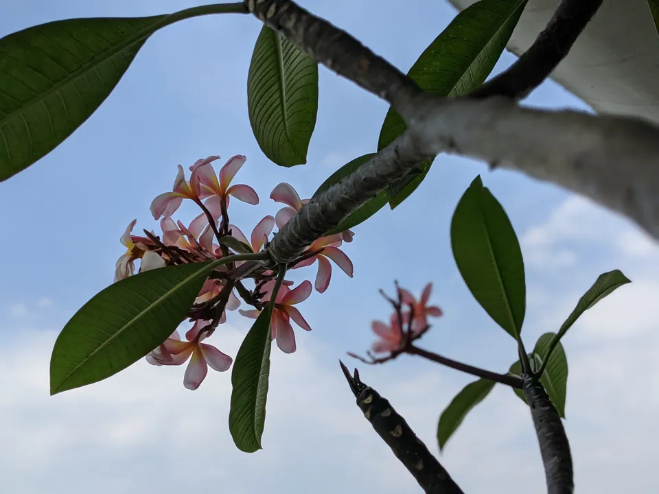 Pink frangipani blossoms on a branch against a blue sky