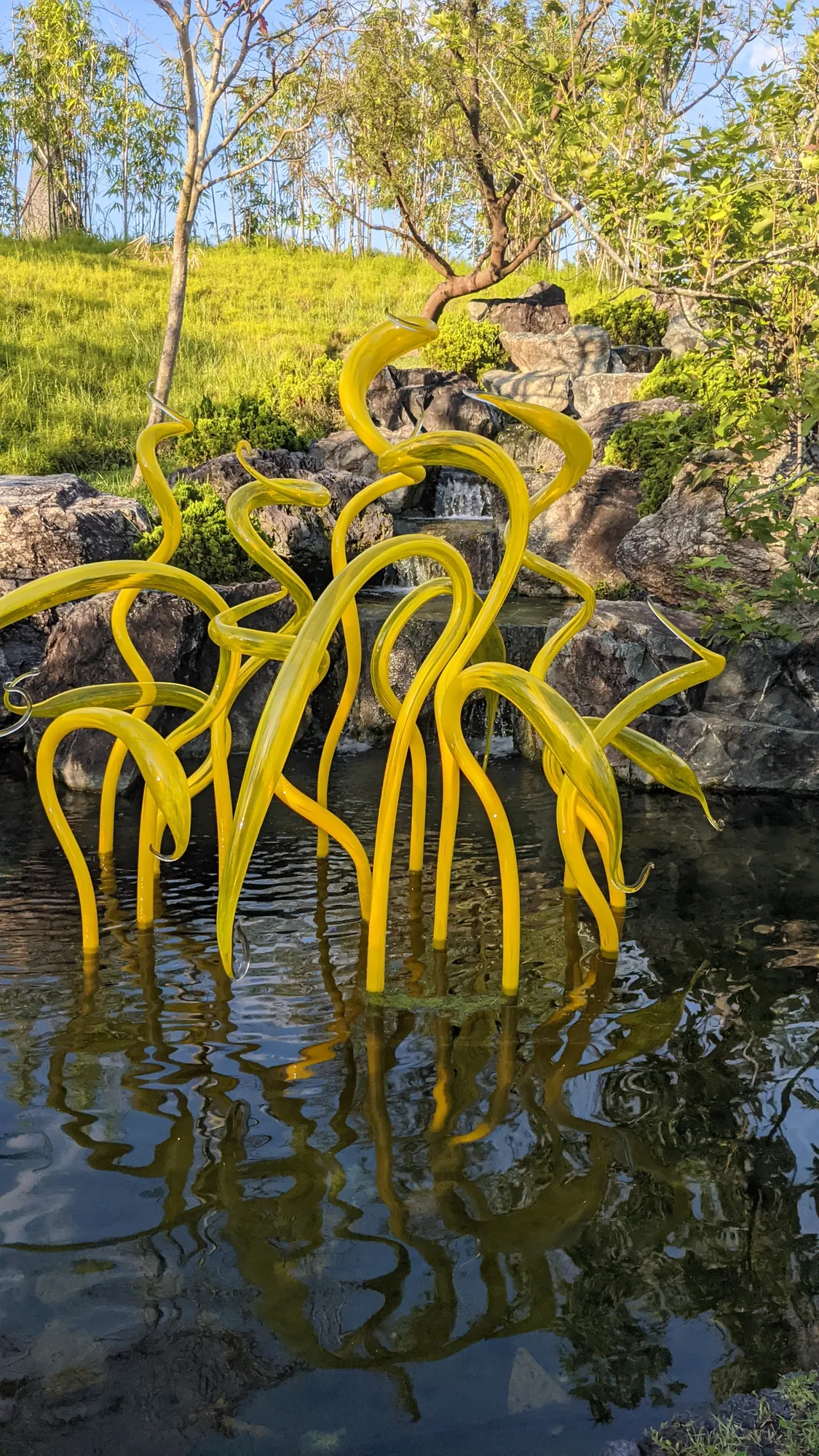 Bright yellow glass reeds reflected in a garden pond