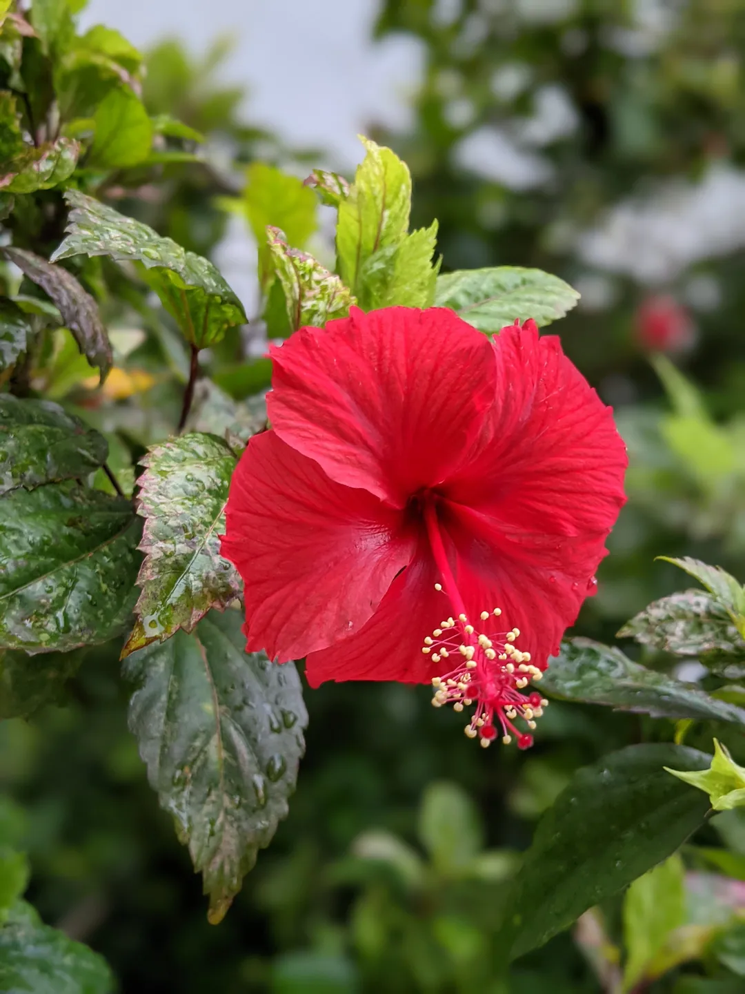 A vivid red hibiscus flower in full bloom among leaves