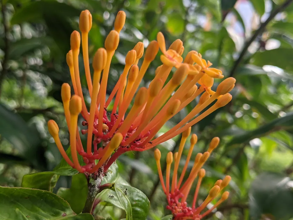 Long orange flower buds bursting out like fireworks from green leaves