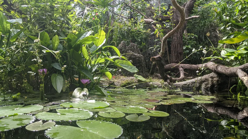 A jungle pond covered in lily pads with twisting trees behind