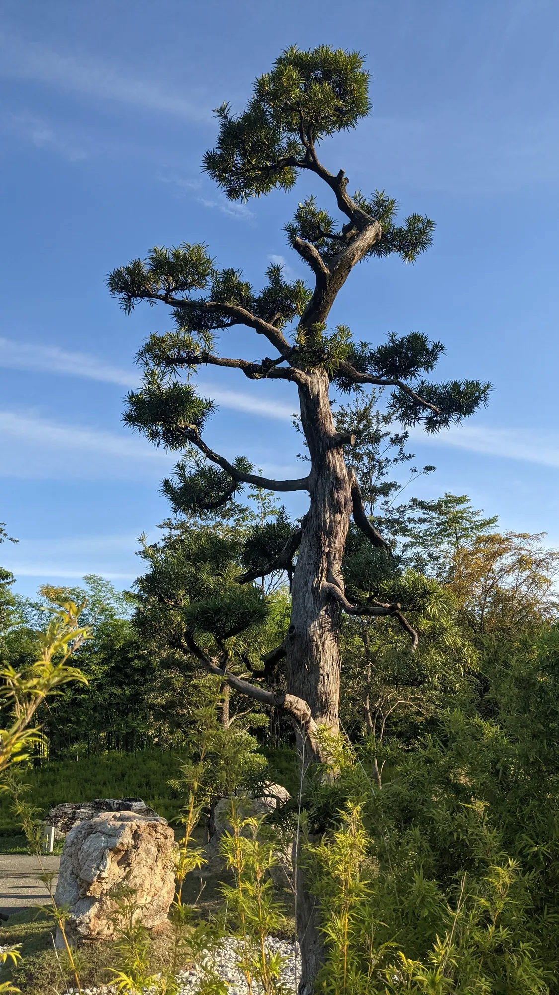 A tall sculpted pine tree against a clear blue sky