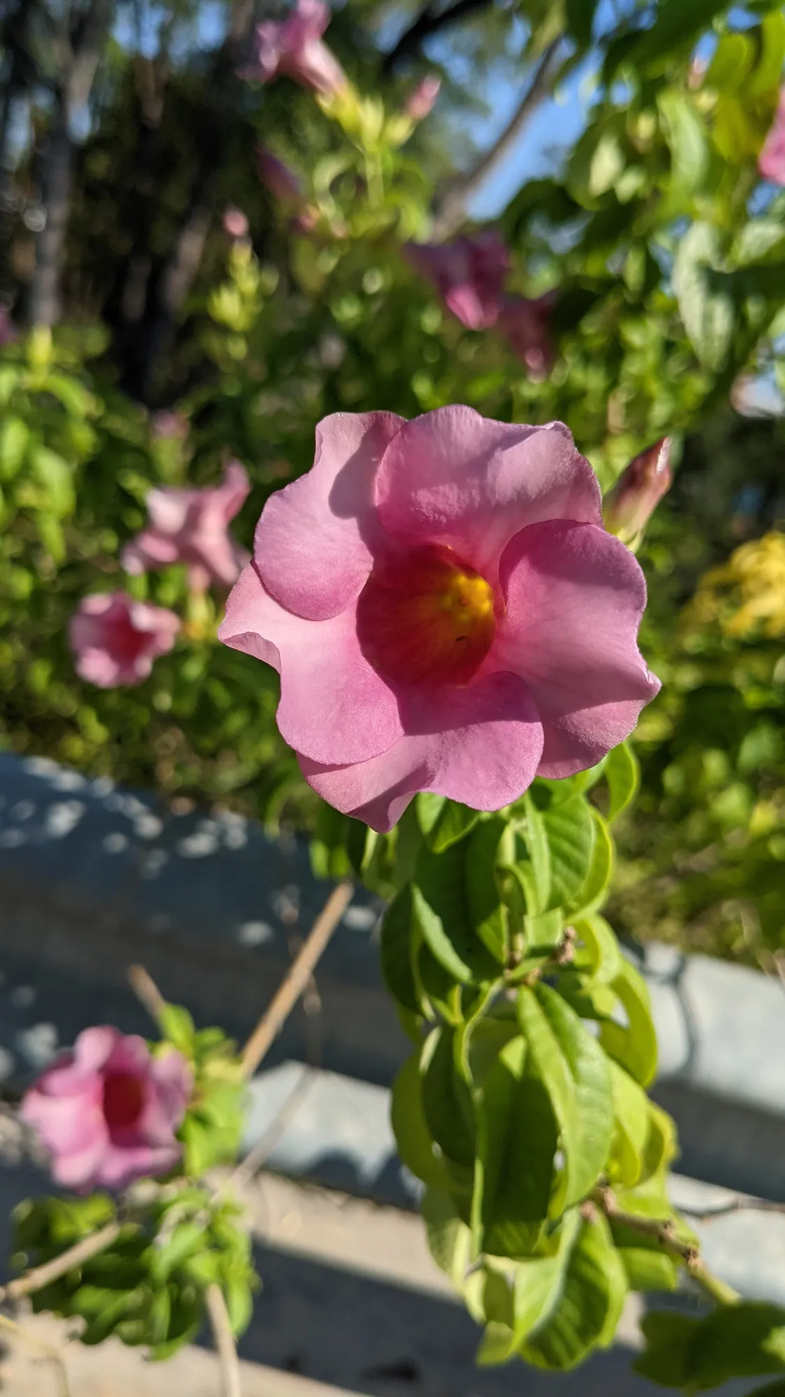 A pink flower with a deep magenta centre on a leafy vine