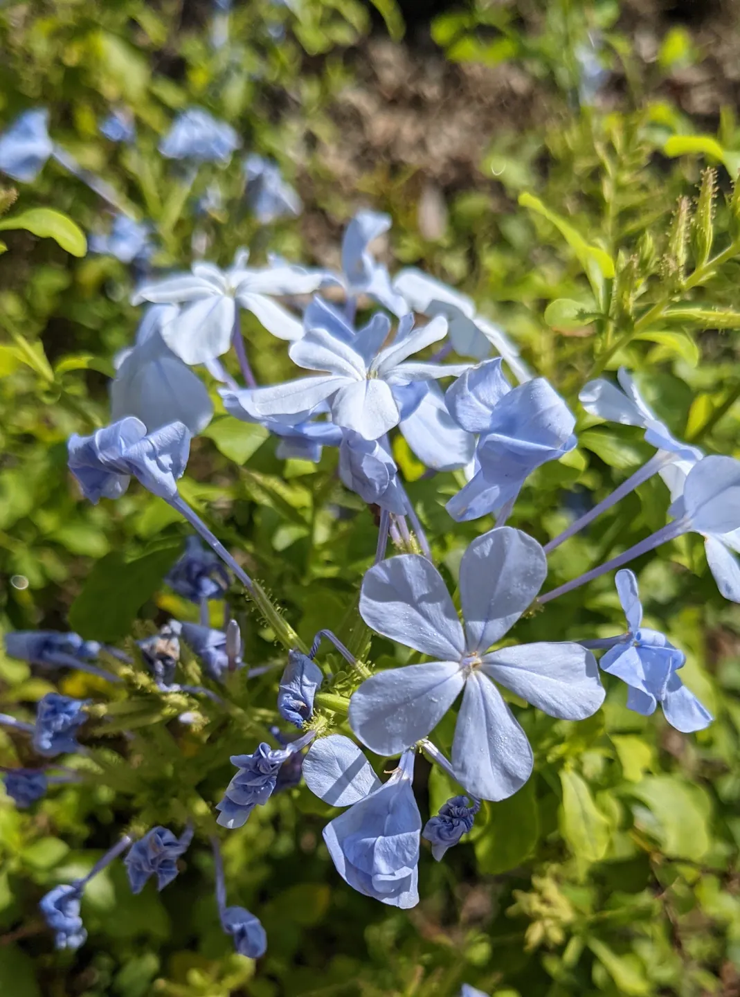 A cluster of pale blue plumbago flowers