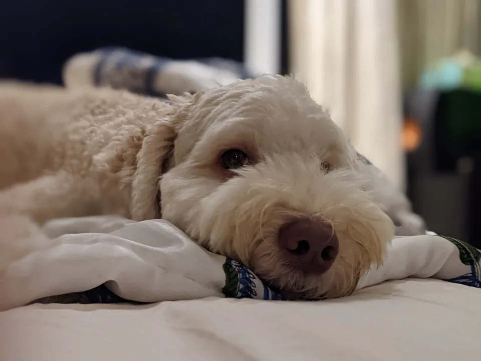 A white curly-haired dog lying on a bed, looking sleepily at the camera