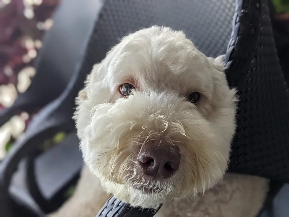 A white dog peering straight into the camera from a car seat