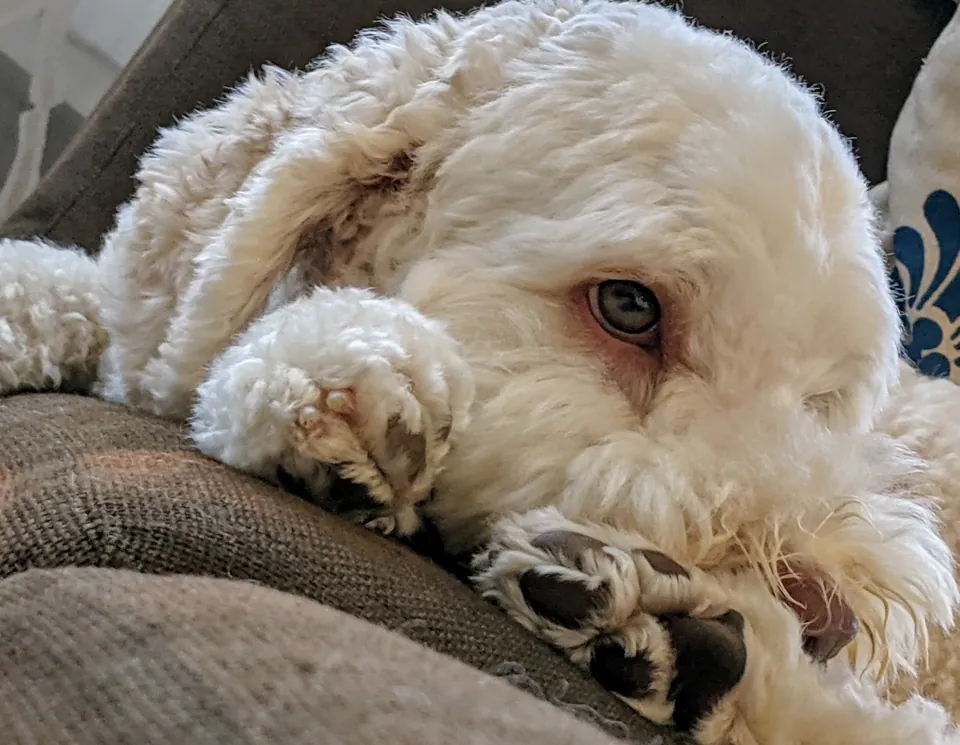 A fluffy white dog resting its head on a cushion, paws tucked in