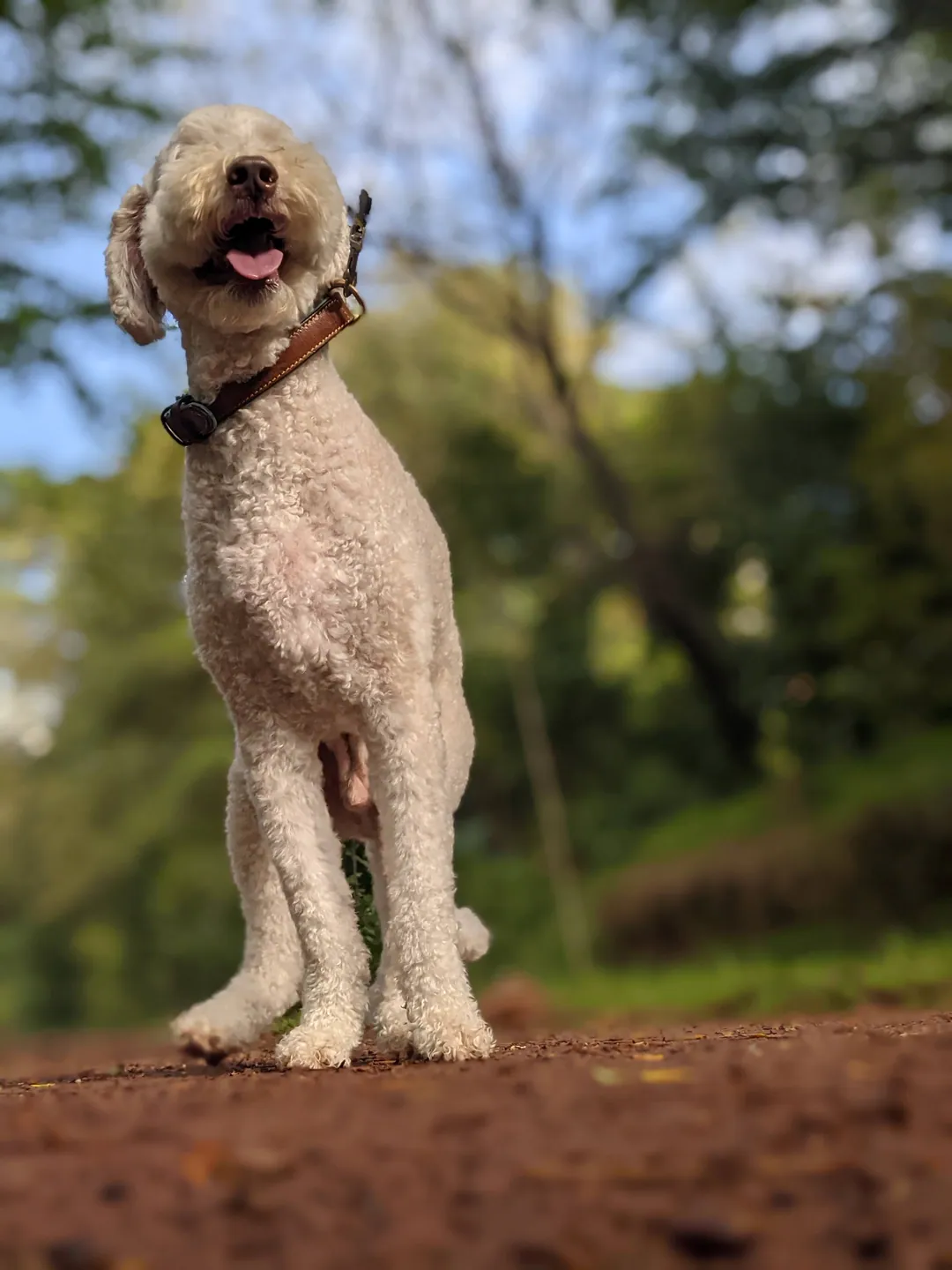 A white poodle standing proudly on a dirt trail with trees behind