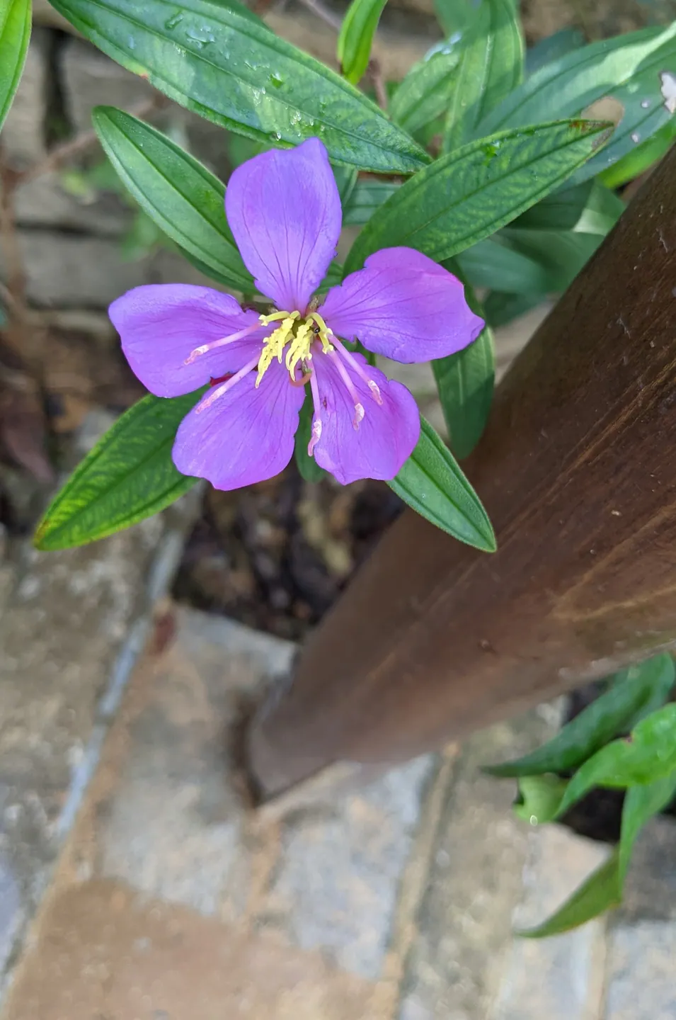 A purple five-petalled flower beside a wooden post