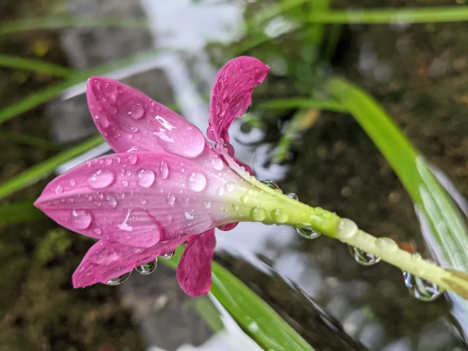 A hot pink rain lily covered in water droplets