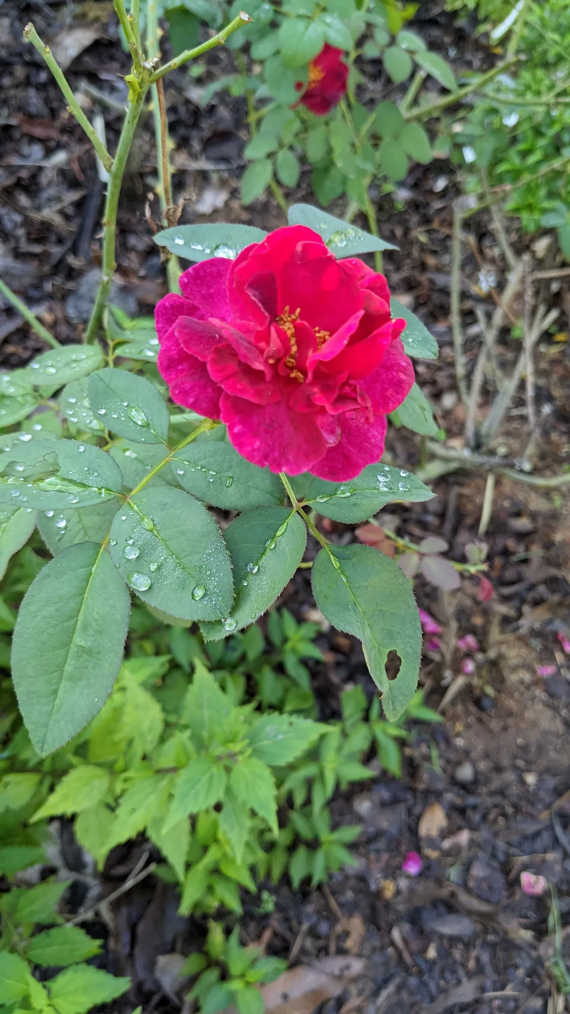 A single crimson rose among green leaves