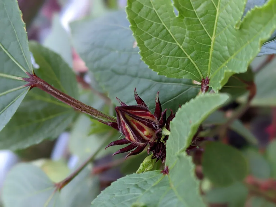 A spiky crimson roselle pod among bright green leaves