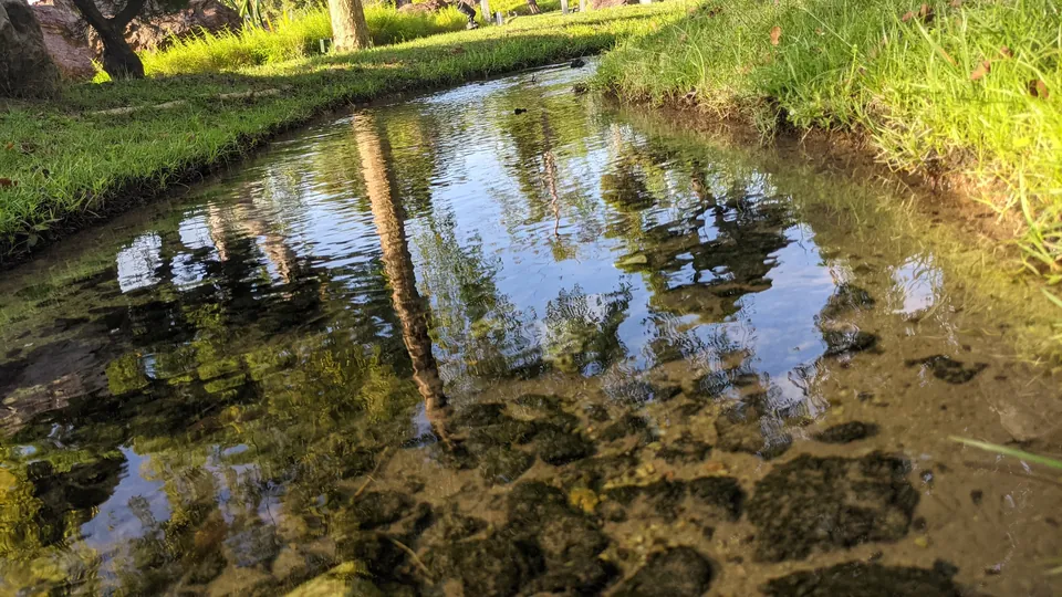 Trees and sky reflected in a clear shallow stream