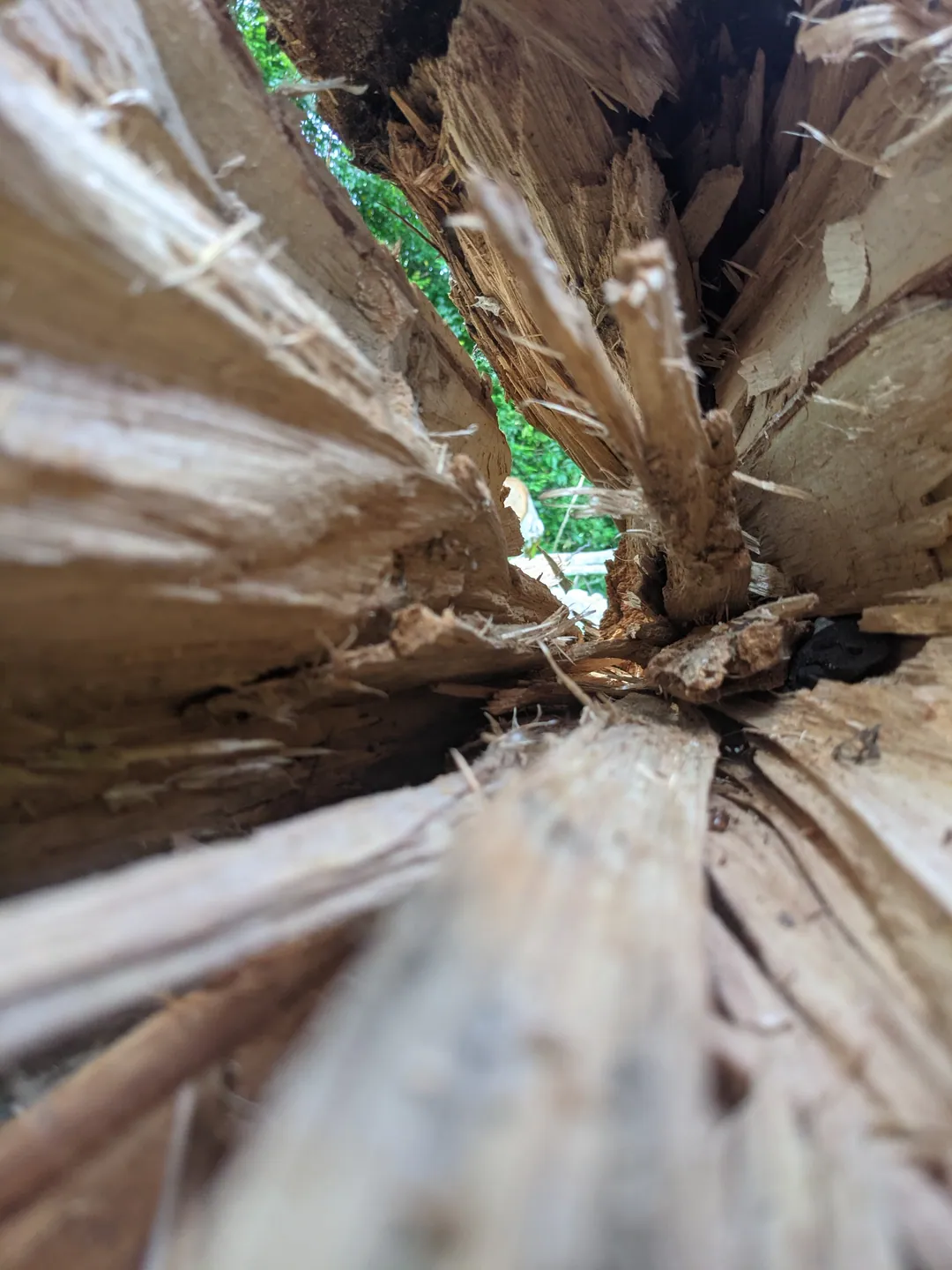 Looking along the inside of a split palm trunk towards a sliver of green