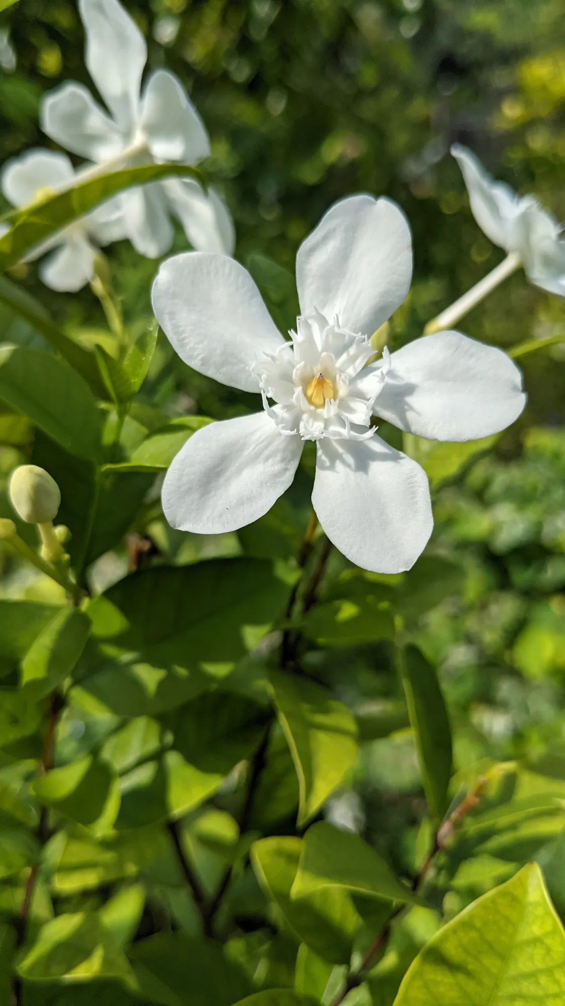 A white pinwheel-shaped flower in bright sunlight