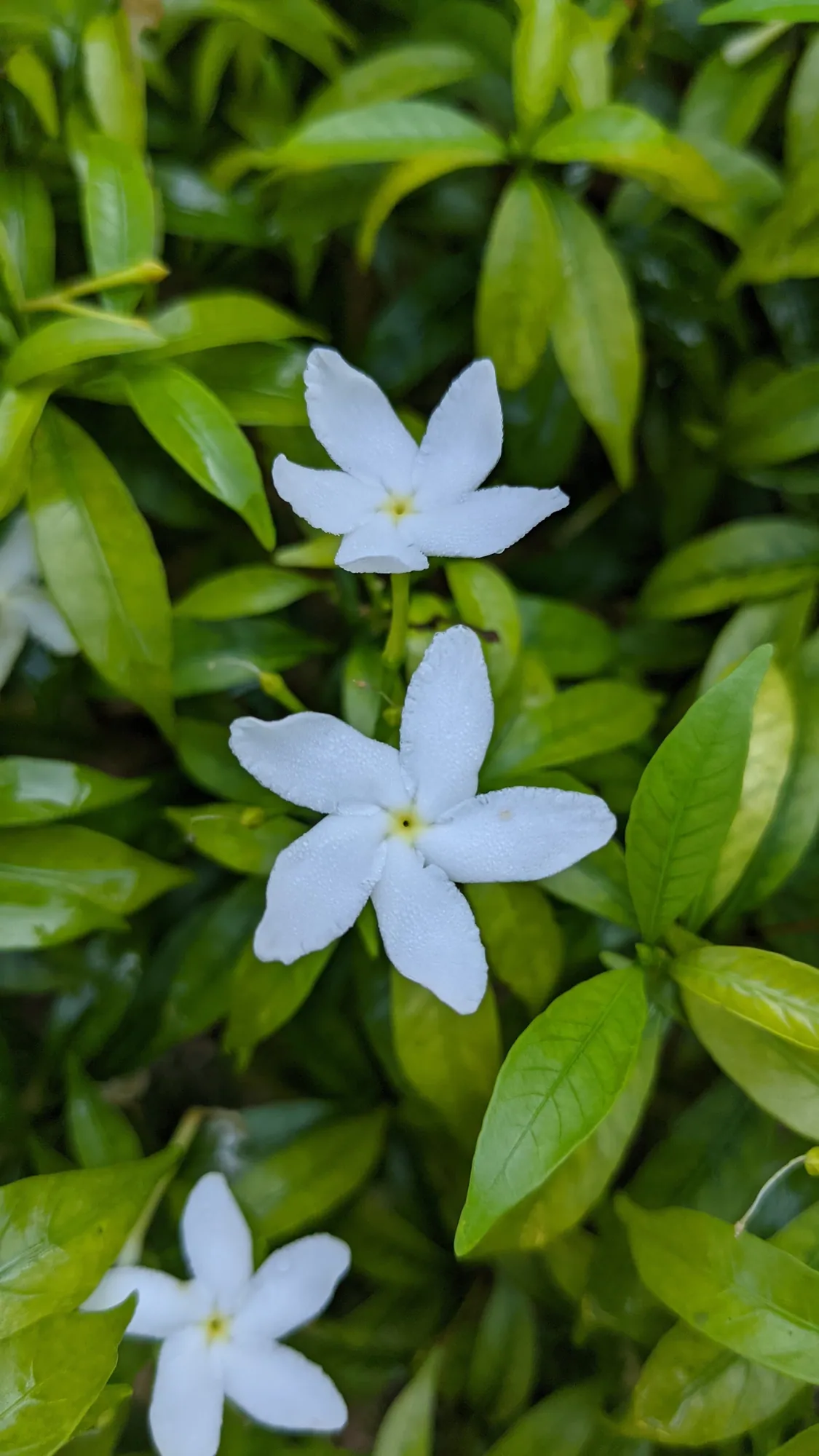 Small white star-shaped flowers among glossy leaves