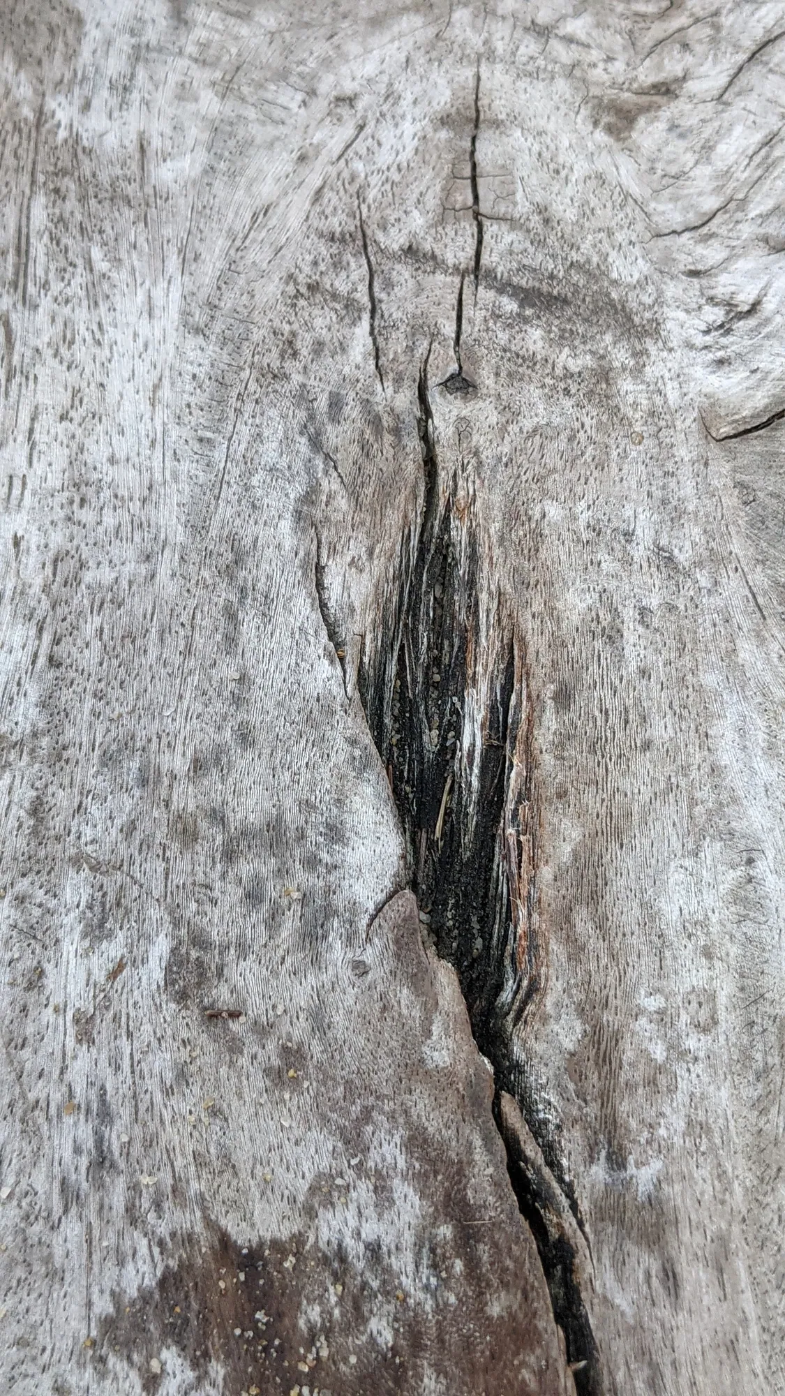 A deep crack running through weathered silver wood